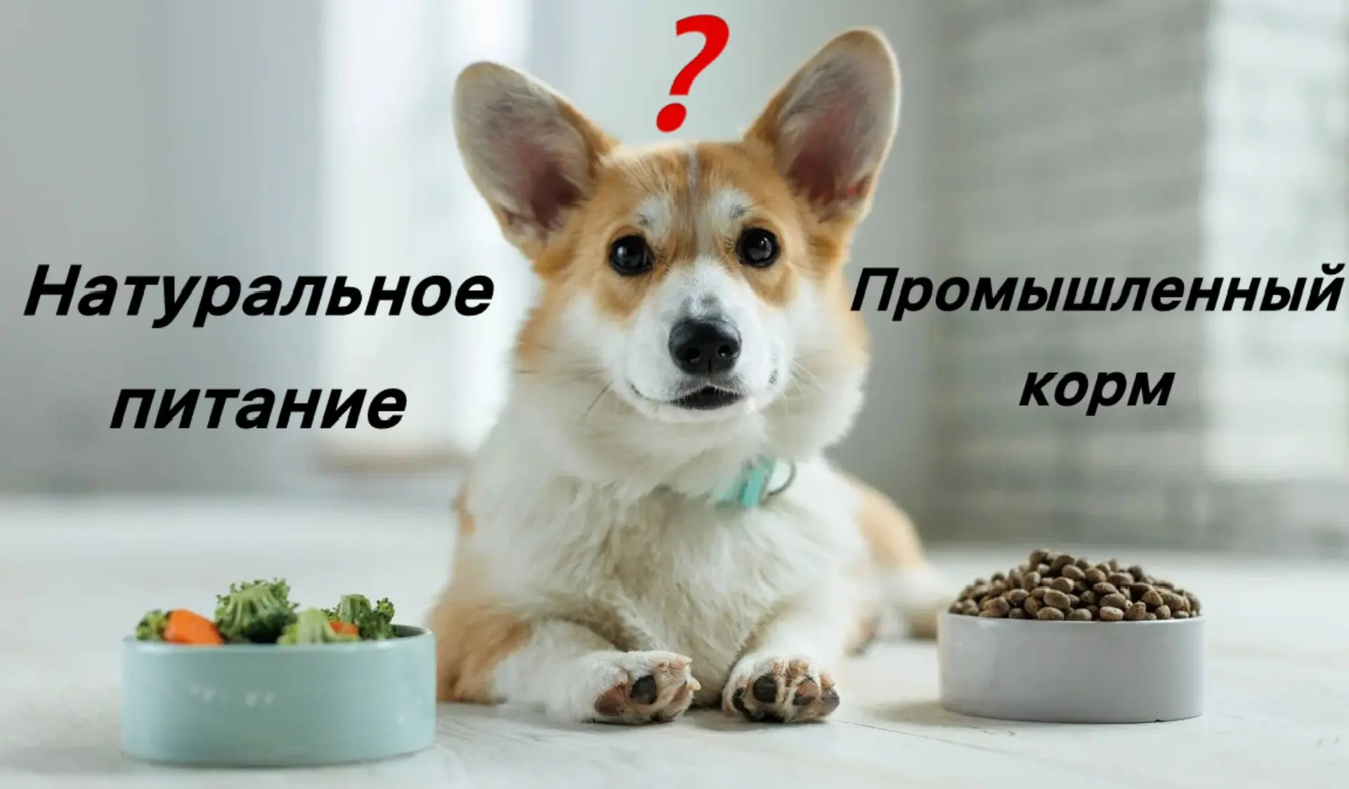 Добрый день! Сегодня хотелось бы поговорить о выборе рациона для вашего любимца.