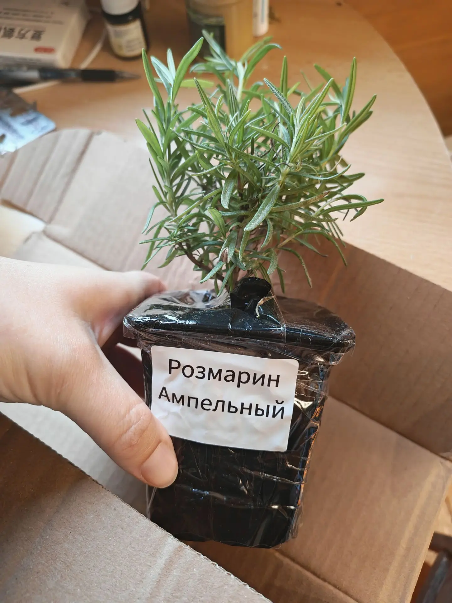 Давно пыталась приручить этого зверя, но как-то он у меня из семян совсем отказывается ...