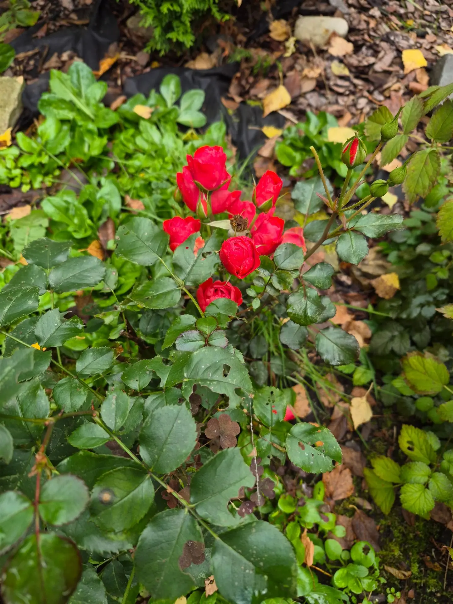 Розы в саду еще вовсю цветут🌹