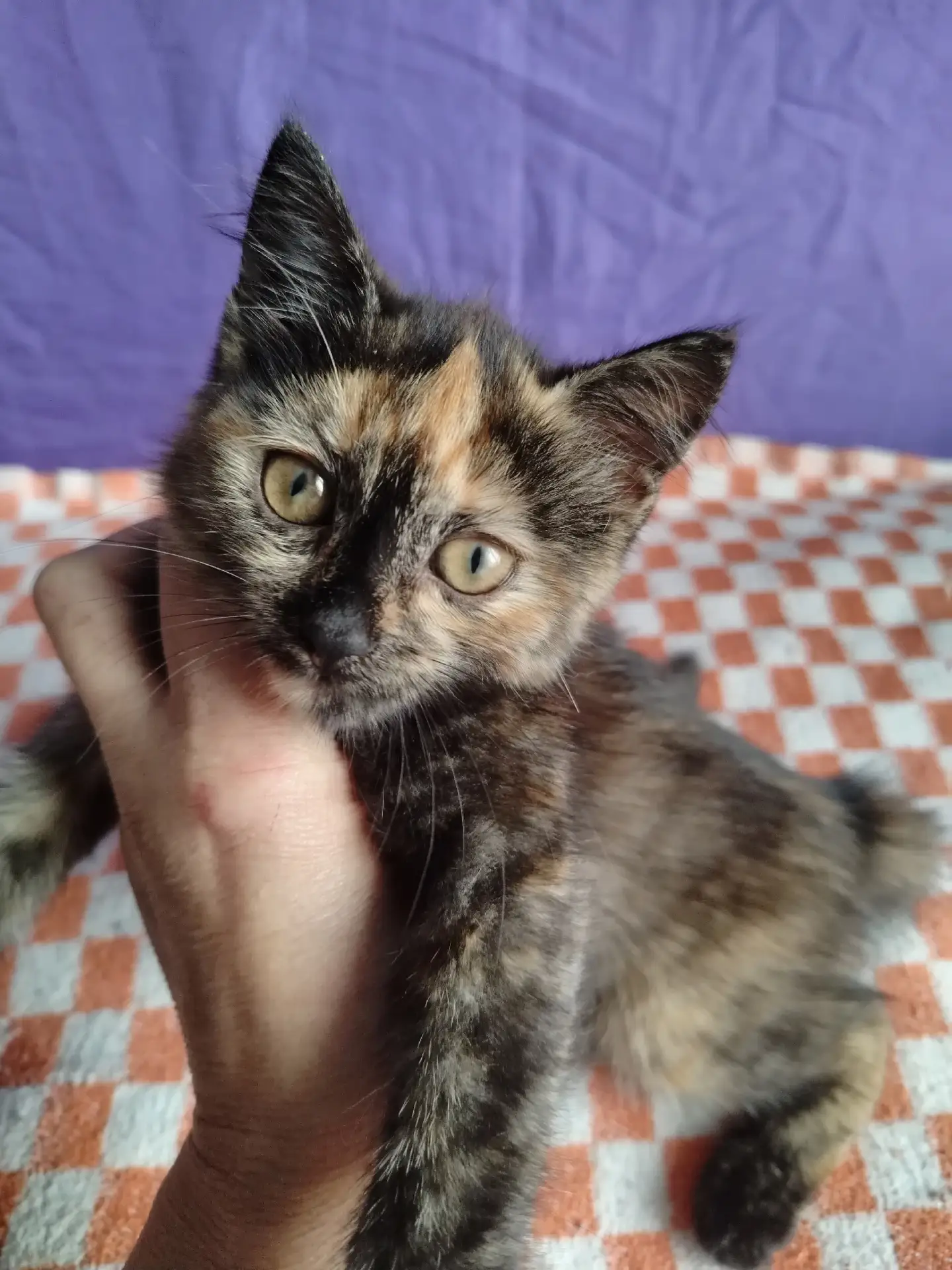 Отдам кошечку в добрые руки, кушает всё обработана от,, паразитов,, 😺😽😻