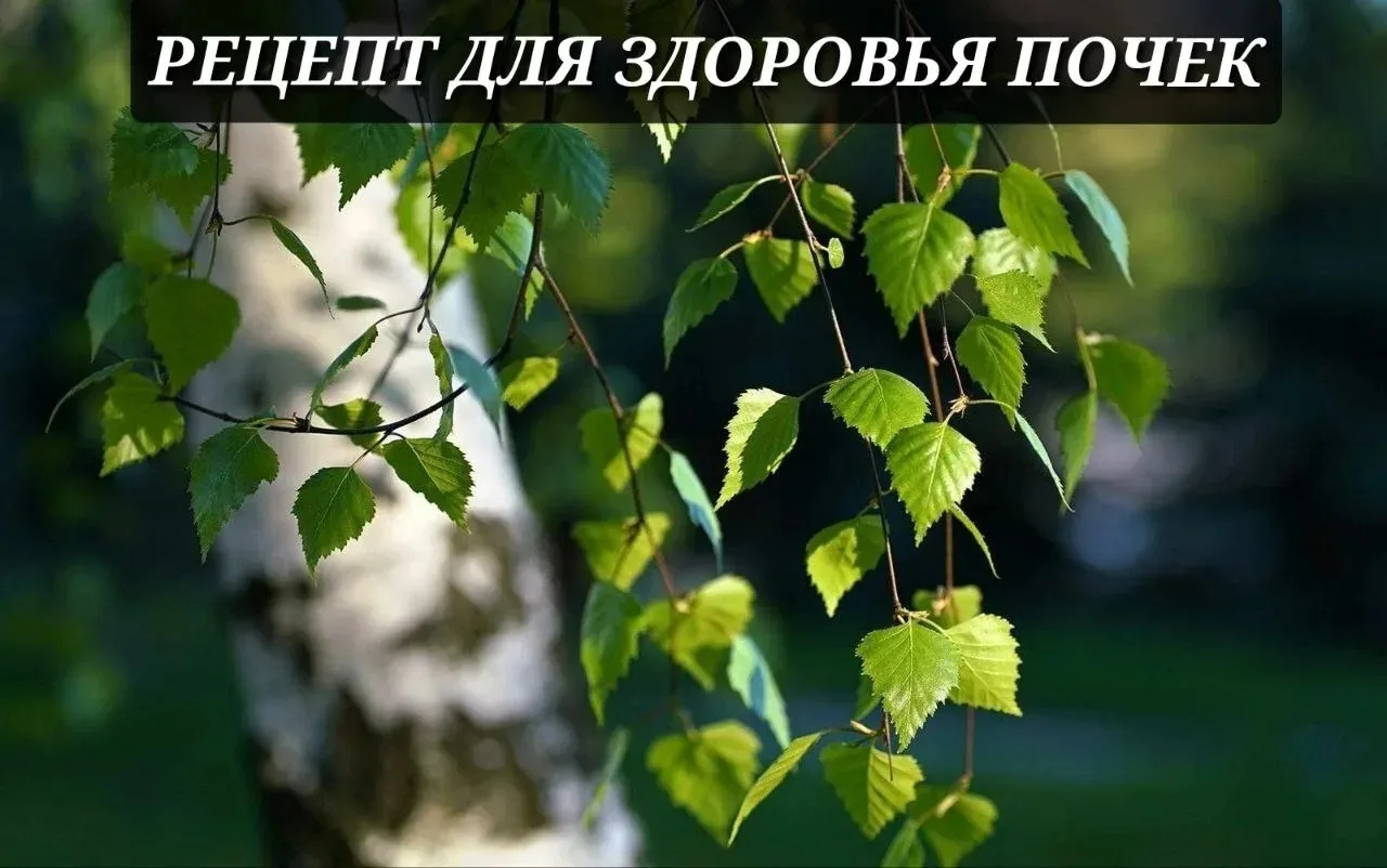 🌿 ЗАБОТА О ПОЧКАХ: ЛЕГКО И ВКУСНО!