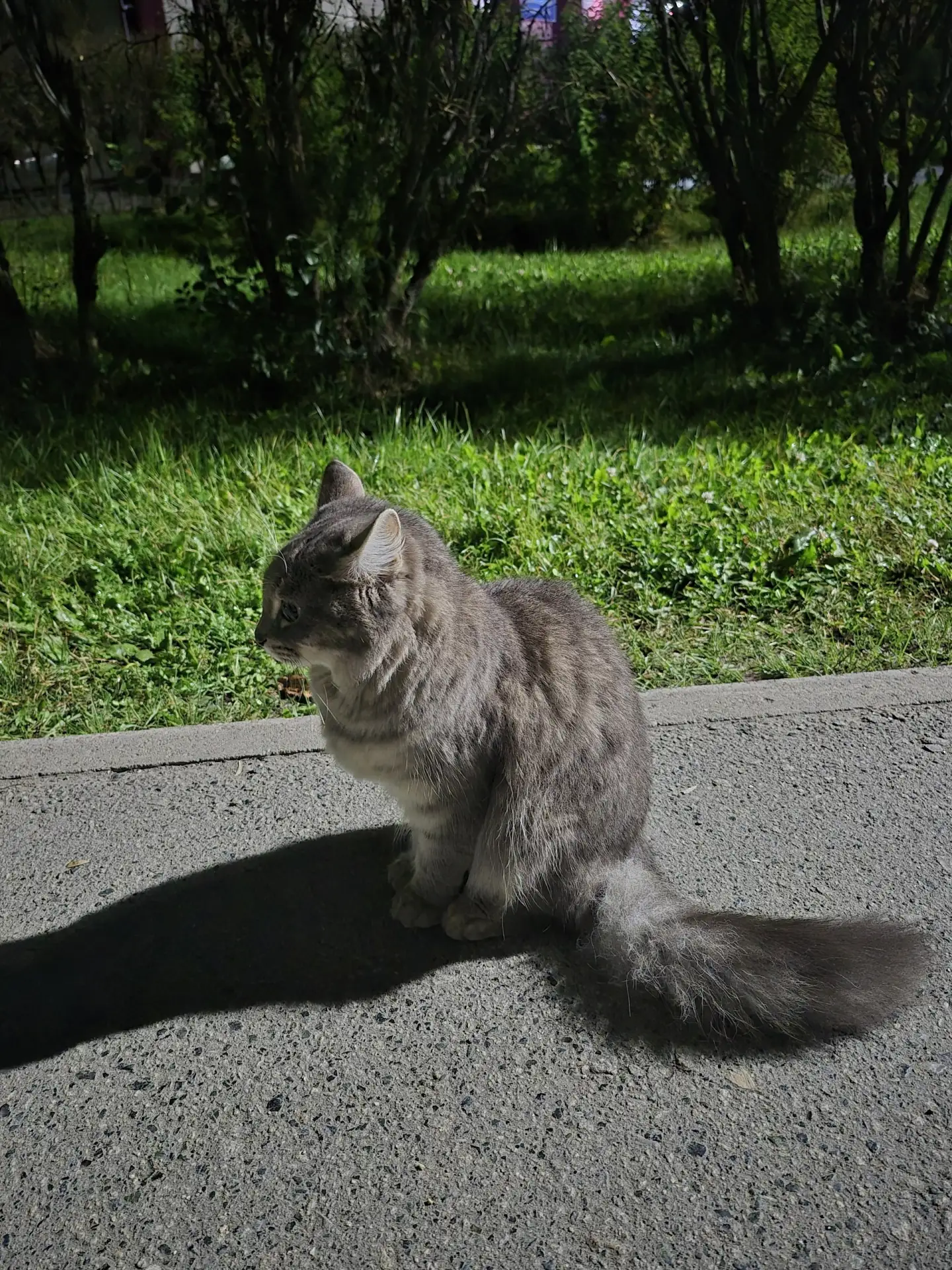 Чей котик? Был в районе ленина