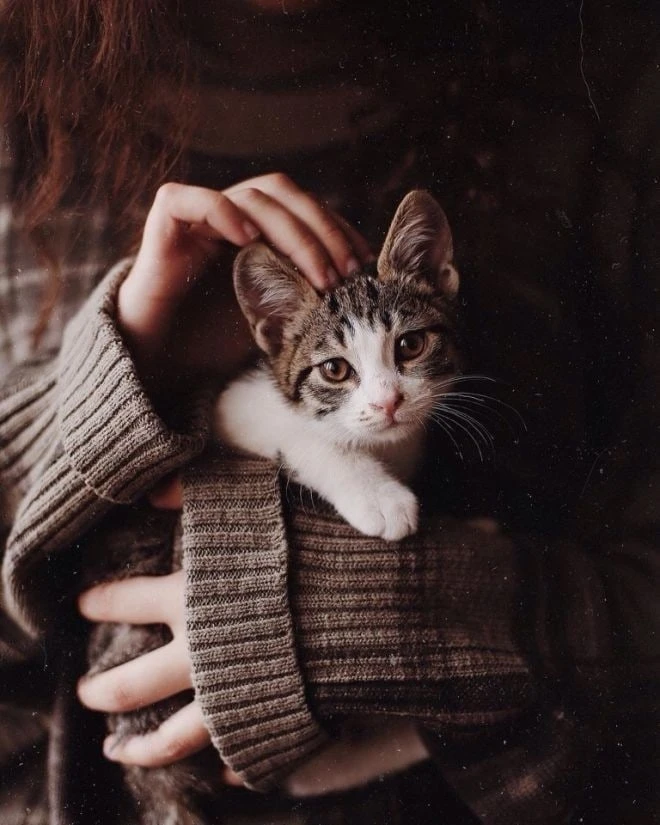 Коты – это ценнейший ресурс. Они уют вырабатывают 🐾🥰