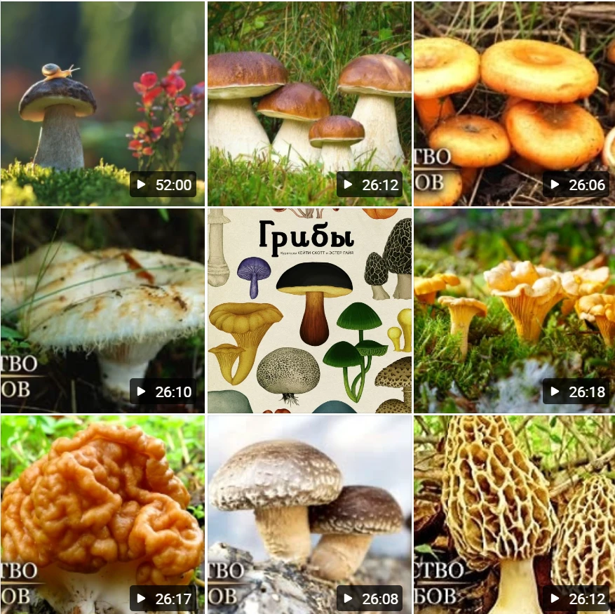 🍄 3 октября — Всемирный день грибника!