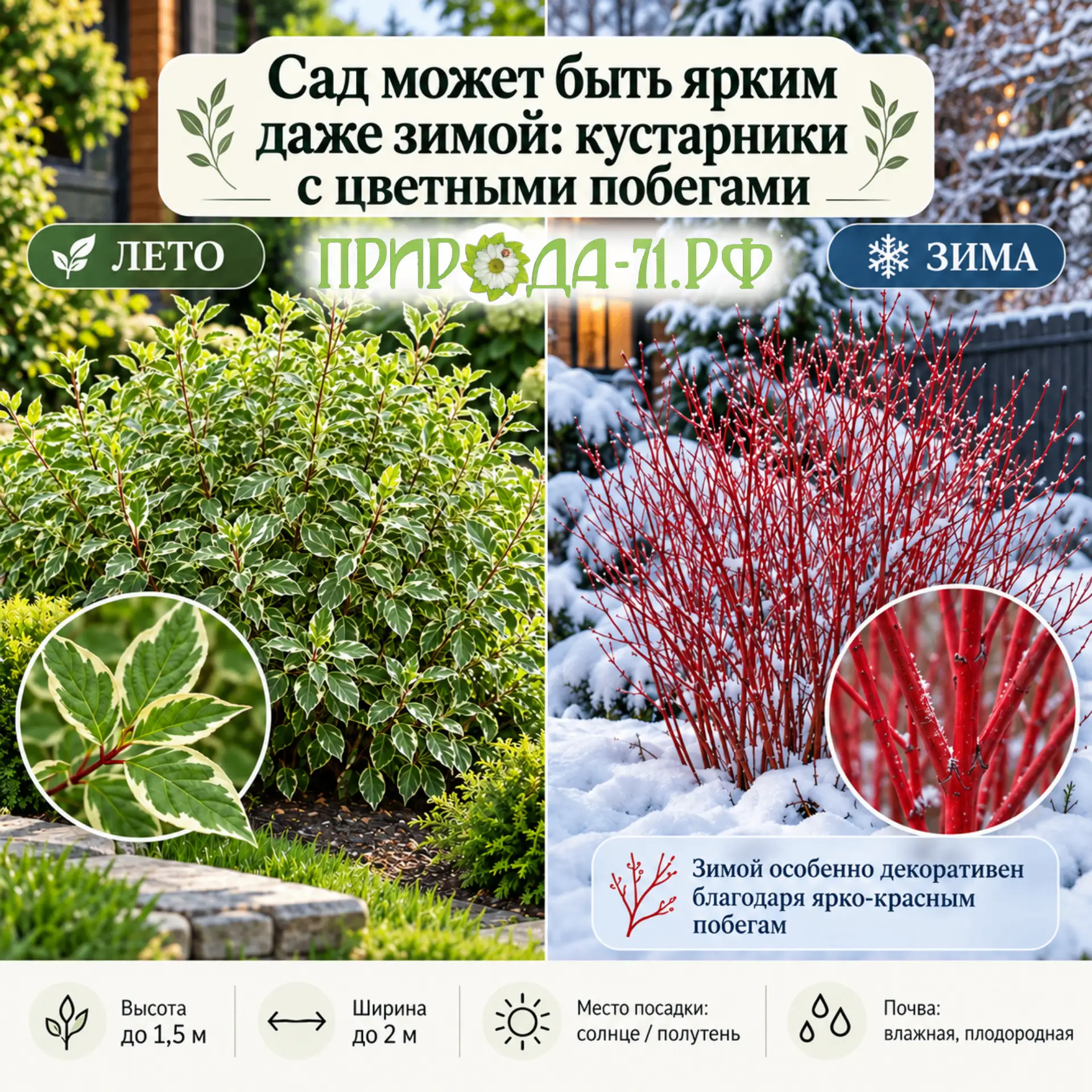 🌿 Сад может быть ярким даже зимой: кустарники с цветными побегами