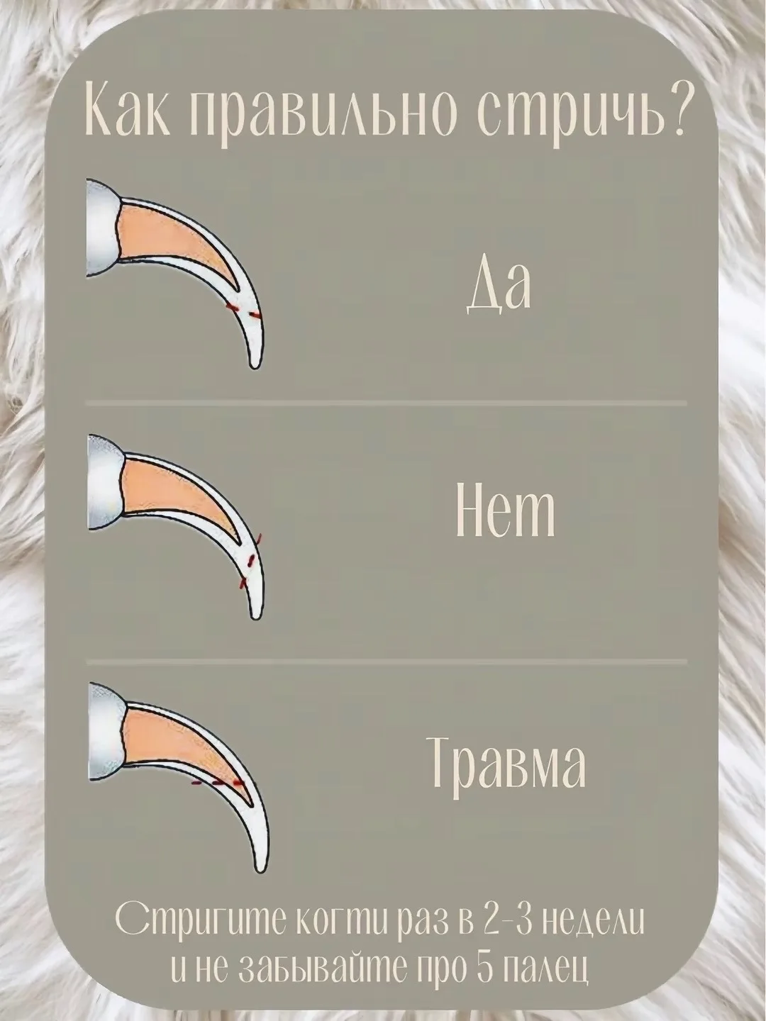 ☑️Стрижка когтей собаке — обязательная гигиеническая процедура, независимо от того, сколько времени 
