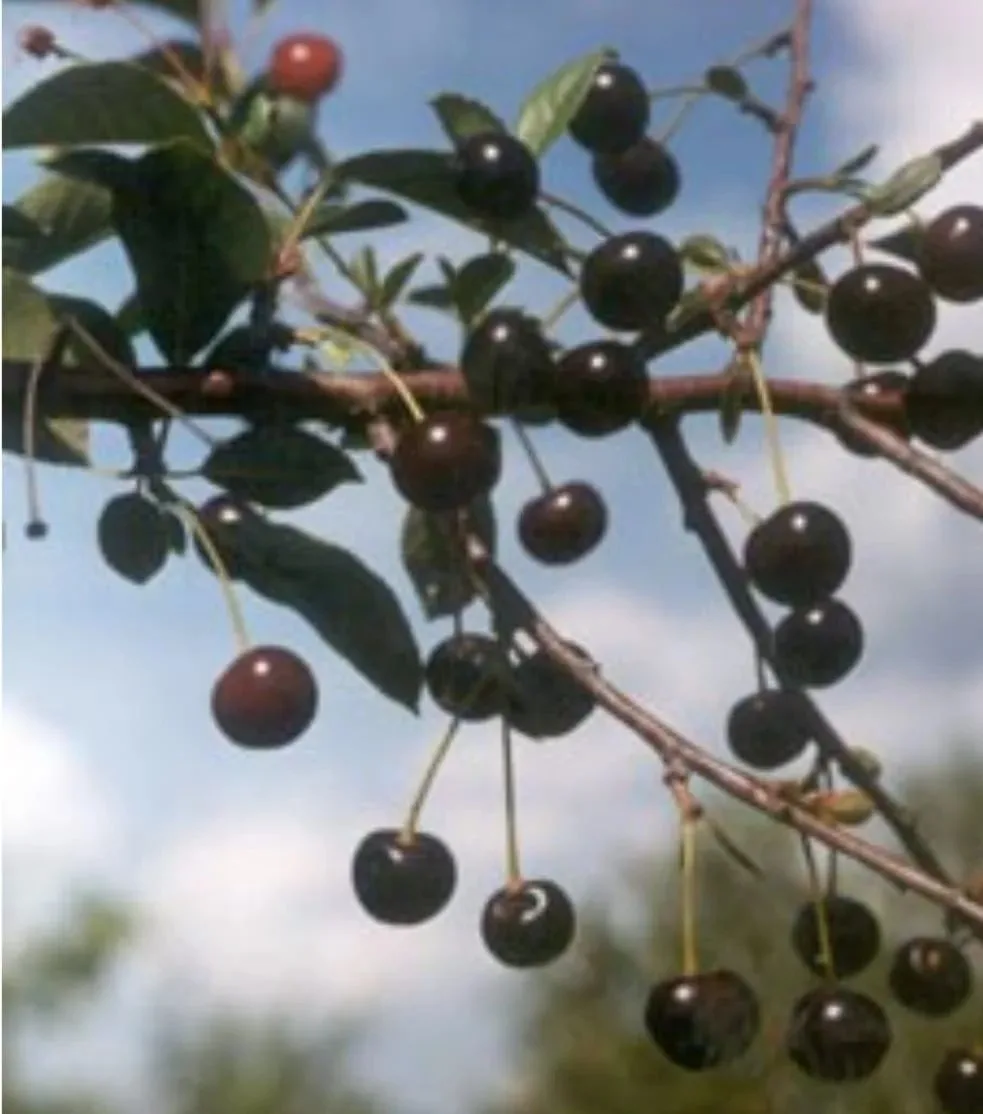 Продаются саженцы вишни сорт Русская вишня. 🍒