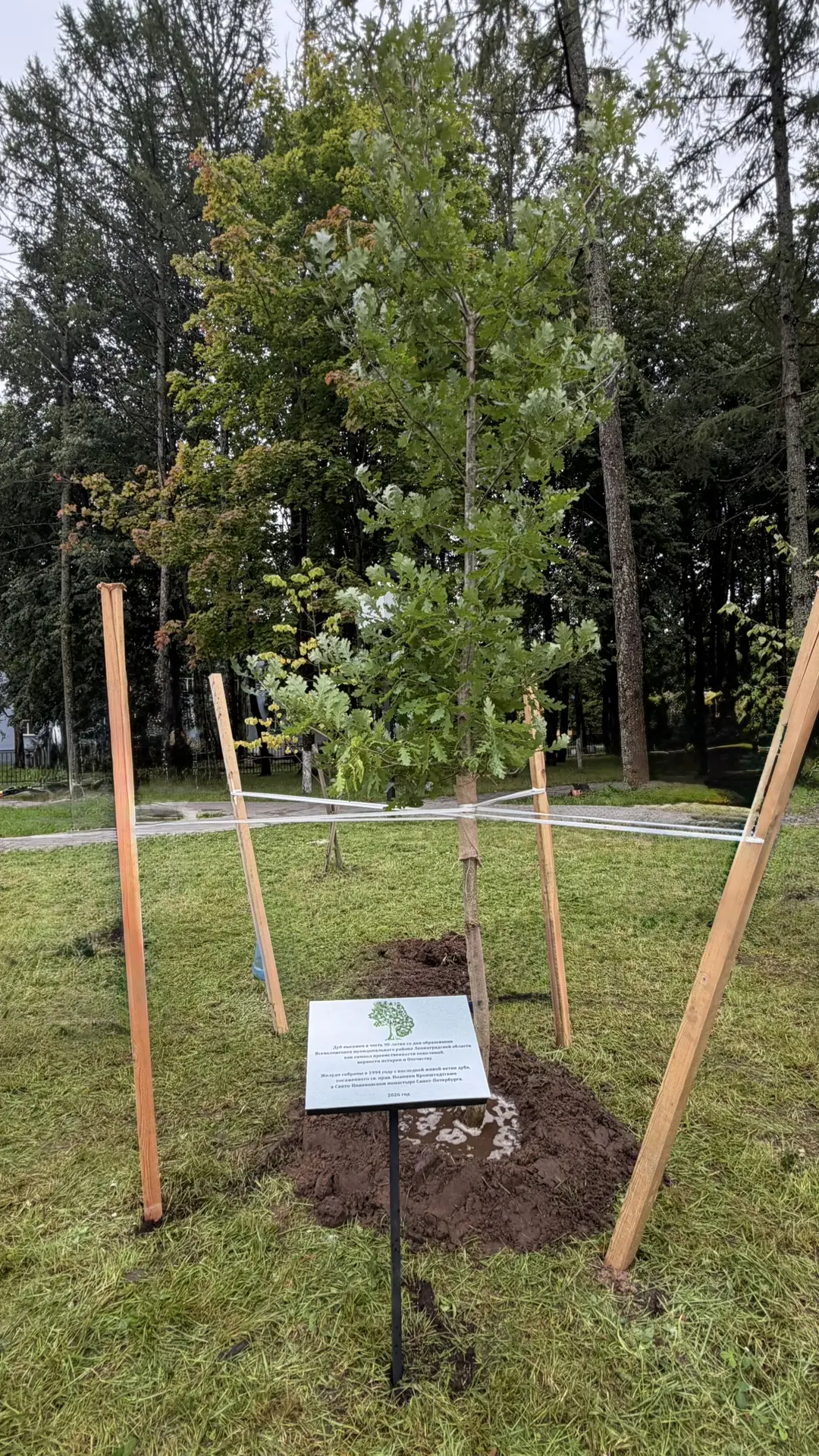 У нас в поселке – новый житель. Пожалуй, так можно сказать об уникальном дубе, выращенн...