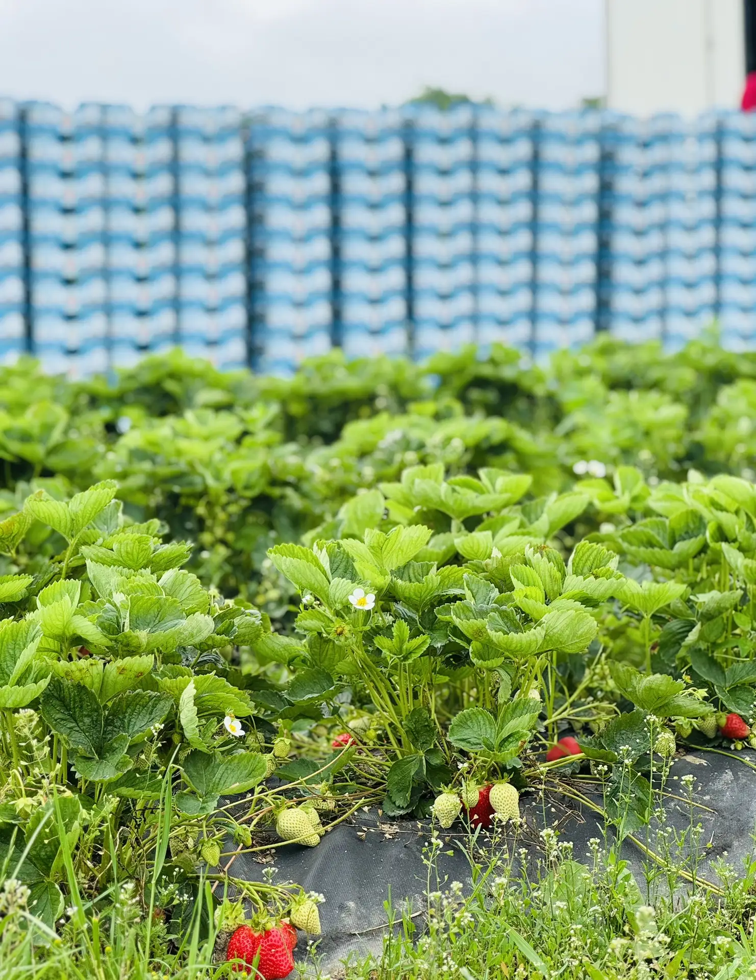Сладкое клубничное воскресенье 🍓🍓🍓