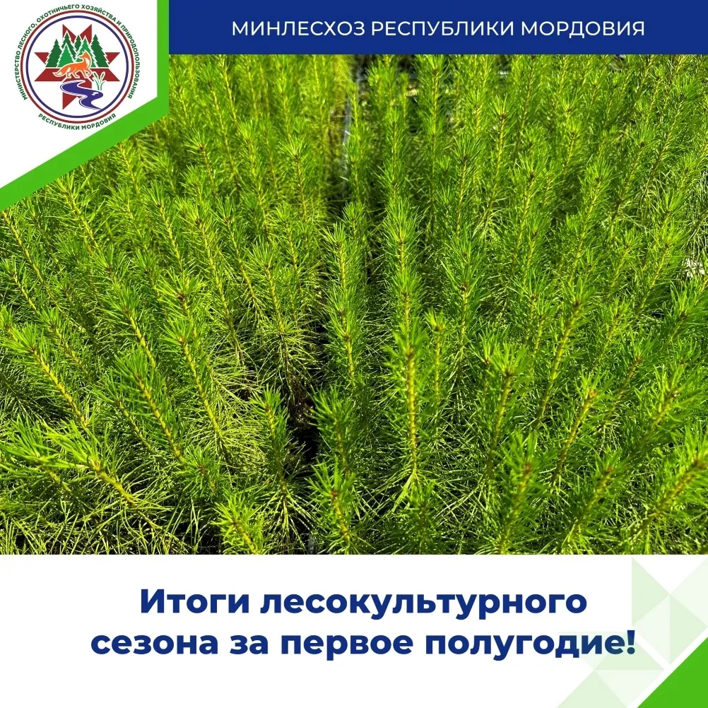 В Республике Мордовия подведены промежуточные итоги лесокультурного сезона 2026 года!

С приходом те