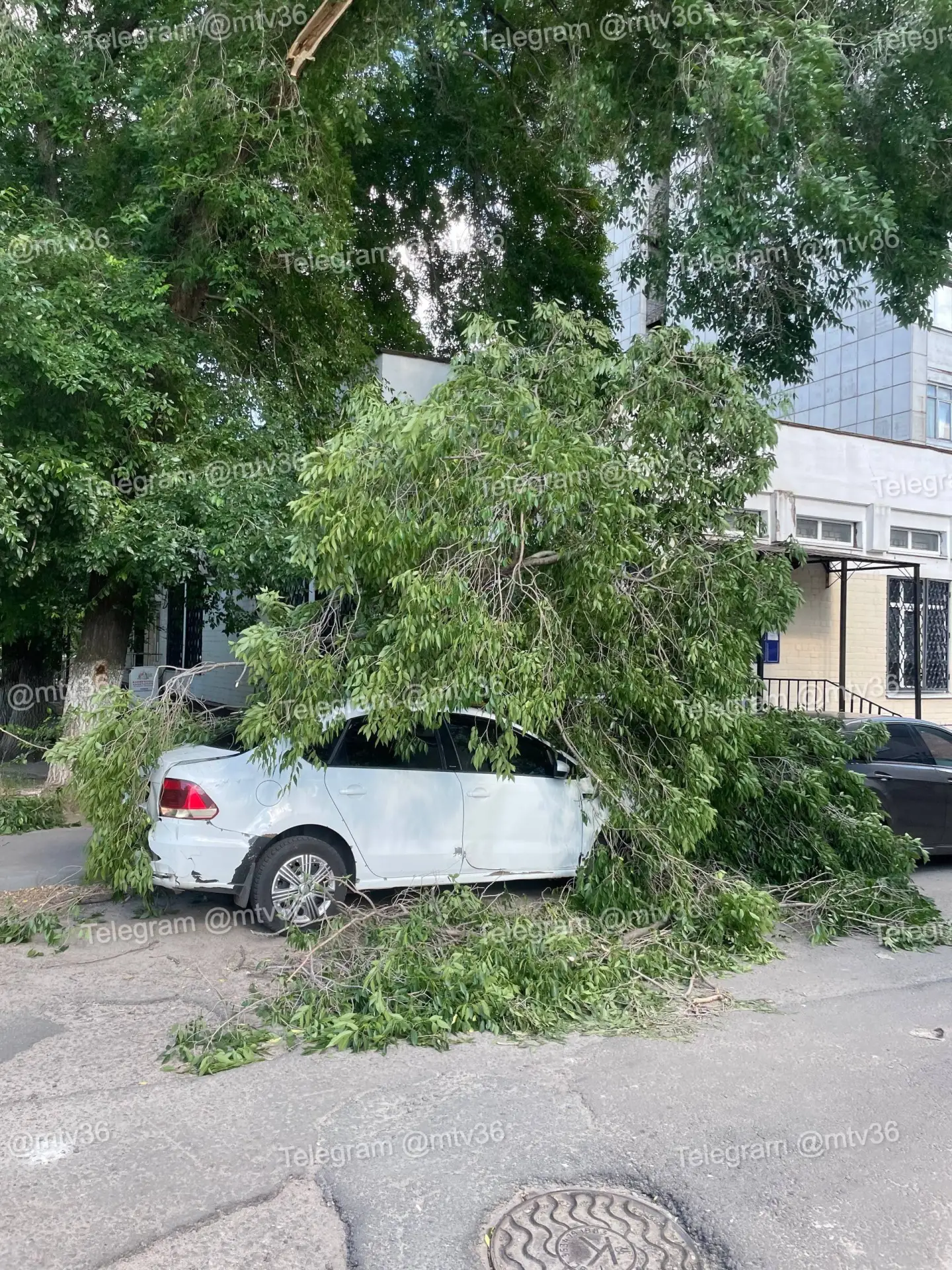 😰 У детской поликлиники №11 дерево рухнуло на автомобиль