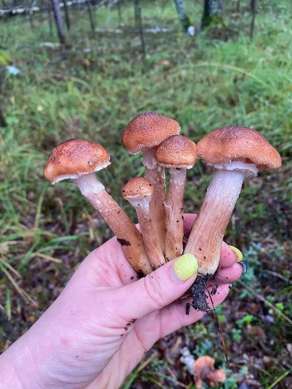 🍄 Роспотребнадзор объяснил жителям Самарской области, какие грибы нельзя есть без обра...
