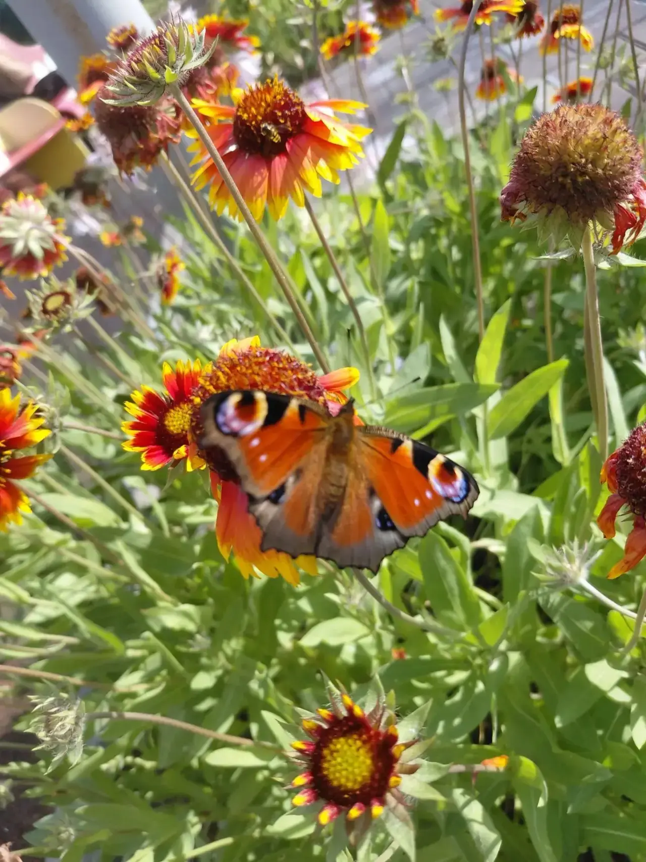 🦋 Чудо на цветочке🌸