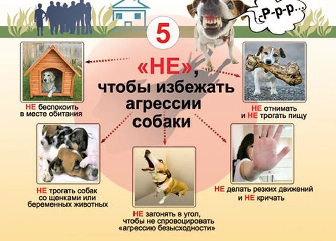 Памятка поведения при встрече с бездомными собаками.