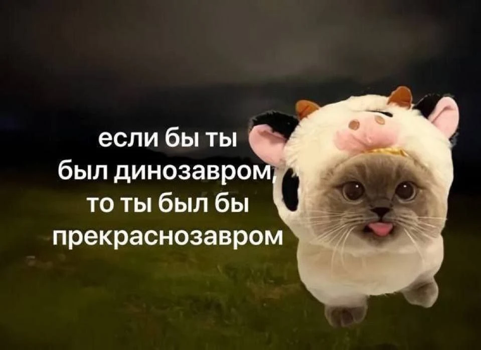 Изображение 1 к публикации «мемы про котов»