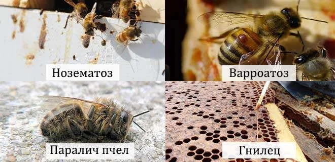 Болезни пчел — серьезная проблема, способная нанести значительный ущерб пасеке. Пчеловоду нужно знат