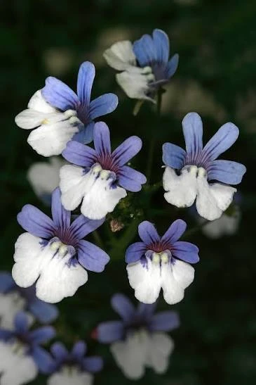 Немезия разноцветная «Королевская мантия» (Nemesia versicolor 'Kuninga Mantel')

Компактный, обиль