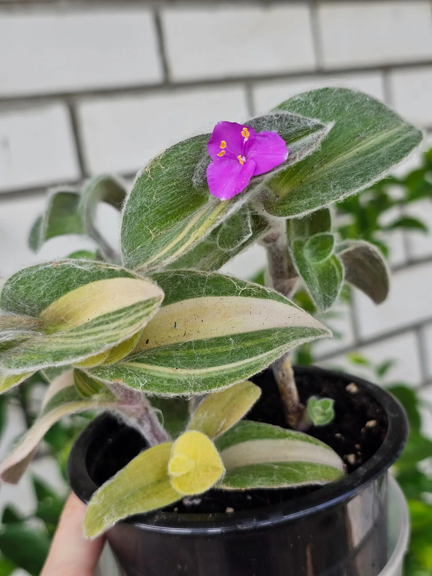 🌿Традесканция зацвела😍 какие же у неё красивые цветочки🌸