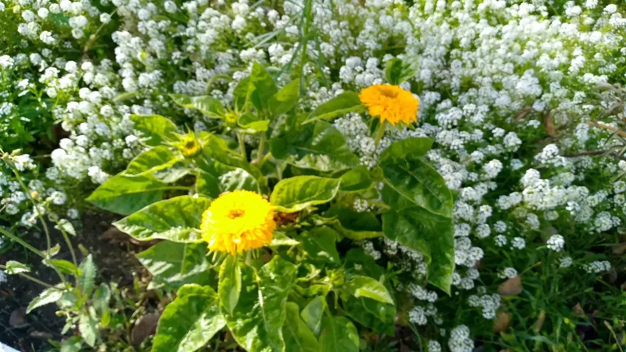 🌻👋 Кусочек уходящего лета, бережно сохранённый на наших школьных клумбах. 🌺