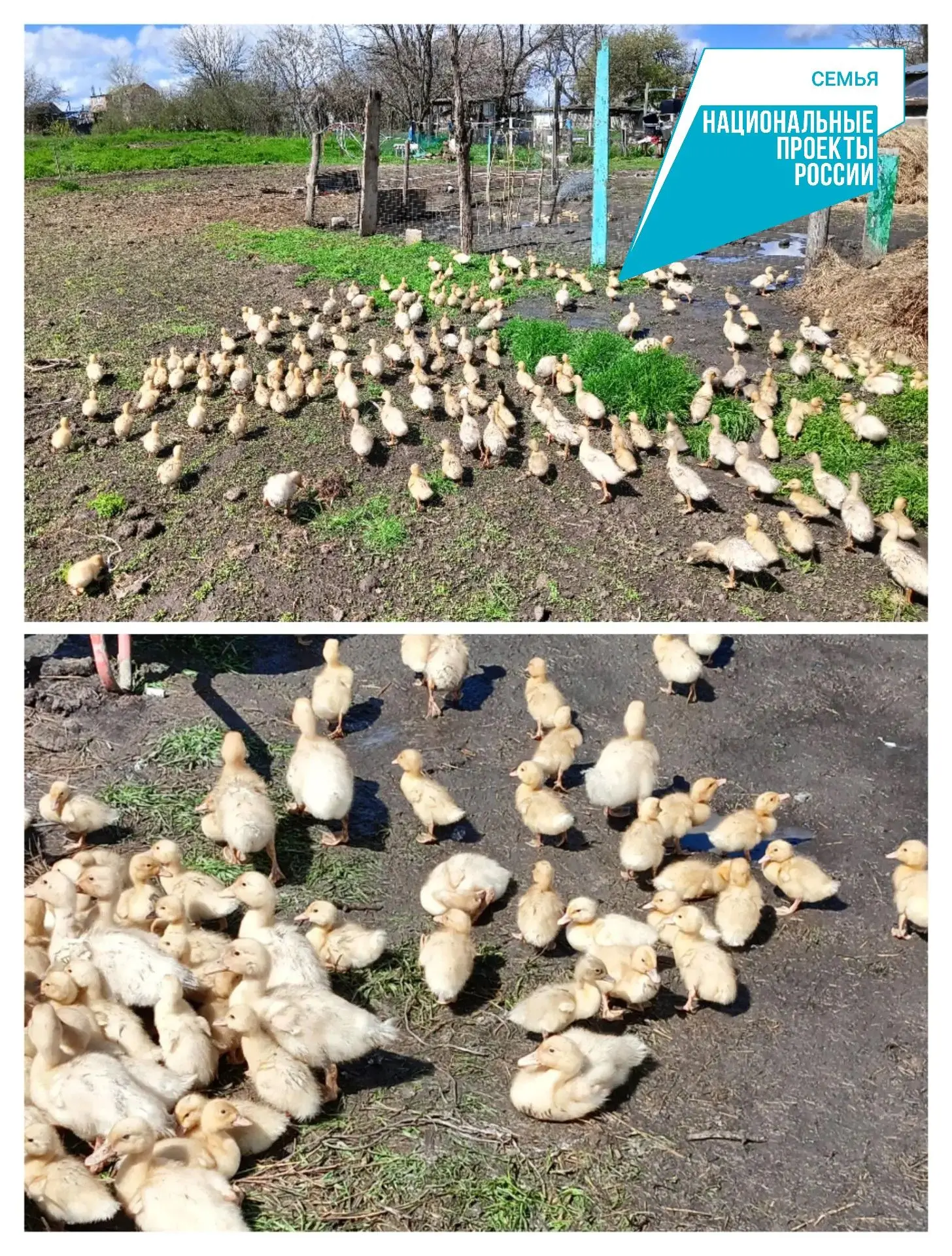 Птица высокого полёта
