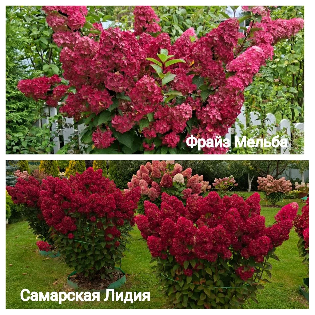 🔴ФРАЙЗ МЕЛЬБА🔴 Гортензия Метельчатая- сорт не уступающий по насыщенности алого бордо Самарской Лидии