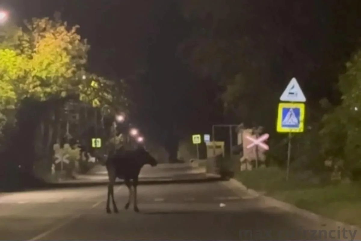 В районе Соколовки заметили лося.