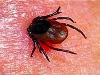 💢 В Свердловской области начался второй пик активности клещей 🕷