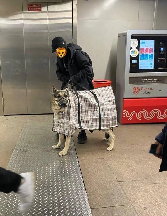Когда сказали, что нужно переноска для собаки 🐶 

Собака-улыбака - подписаться