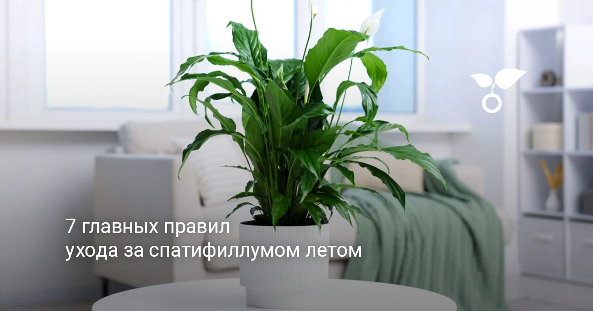 Спатифиллум летом

▪️ Свет: рассеянный, у окна
▪️ Полив: раз в 4–5 дней (проверяй верхний слой грунт
