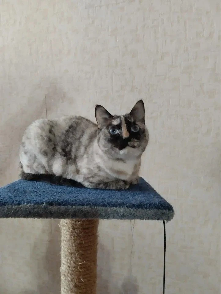 В связи со сменой ПМЖ, отдам в заботливые, добрые руки красивую кошку Симу, кошка стери...
