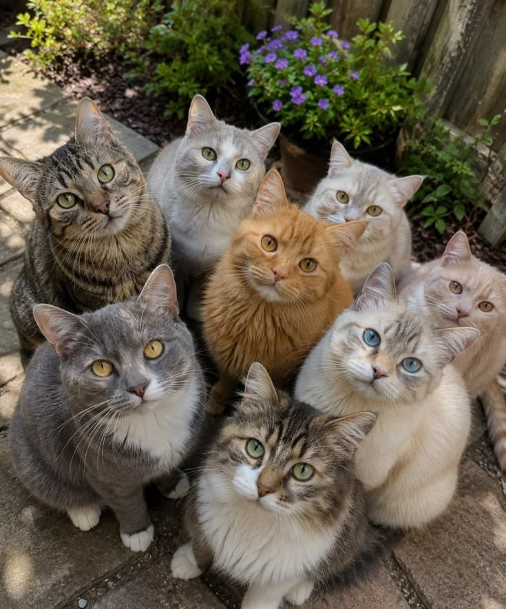 🐱 Окрасы кошек: не просто красота, а целая наука🌈
