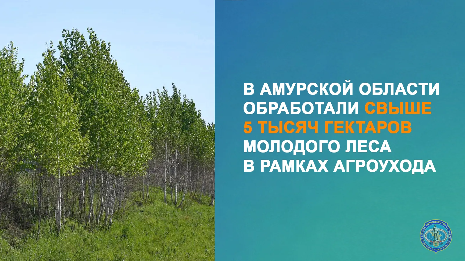 В Приамурье спасают молодой лес от сорняков: агроуход проведен уже на 5 тысячах гектаров

В Амурской