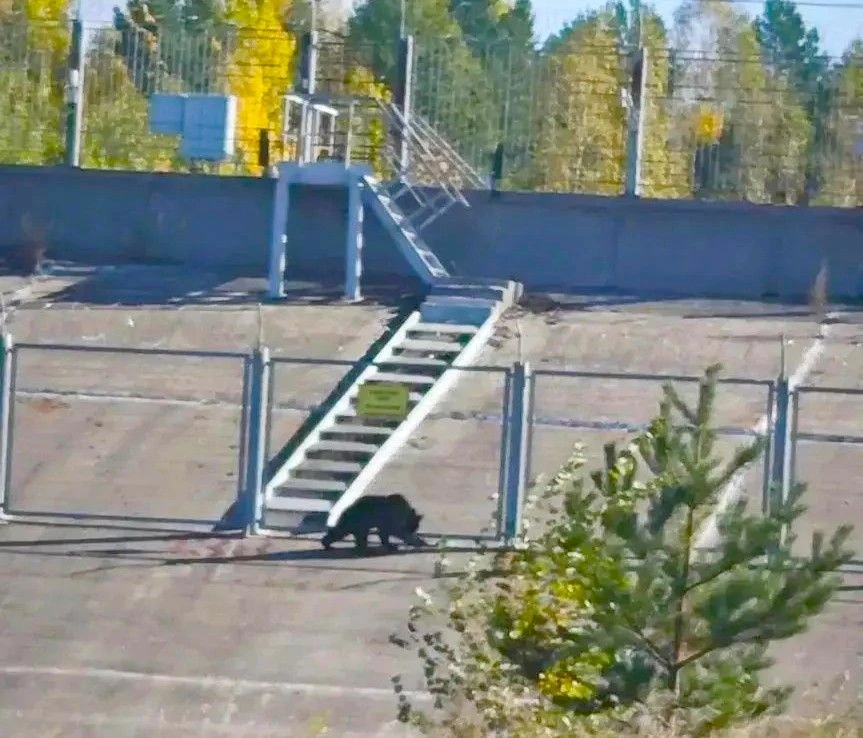 7 медведей ликвидировано в Усть-Илимске за сутки 🐻❌