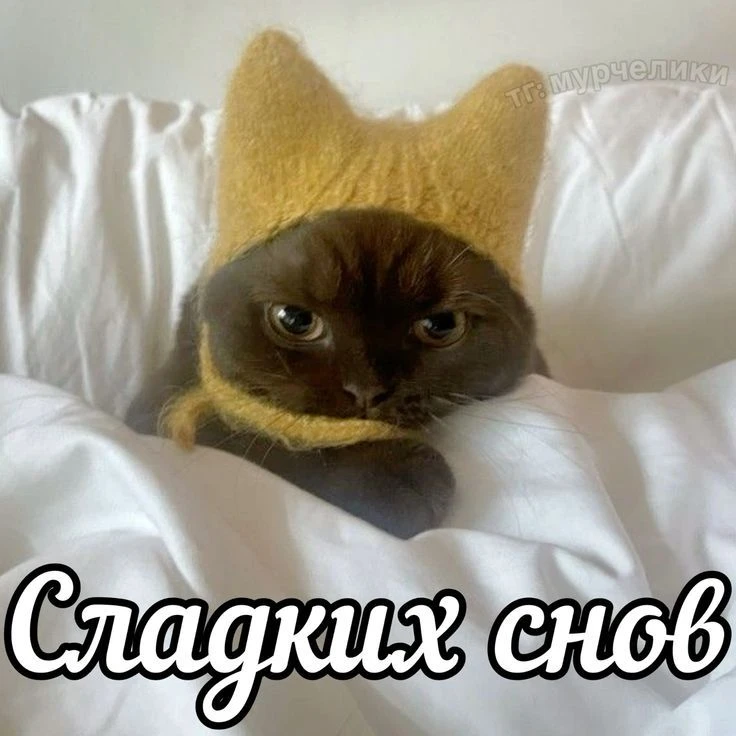 Добрых снов, товарищи котеки!❤