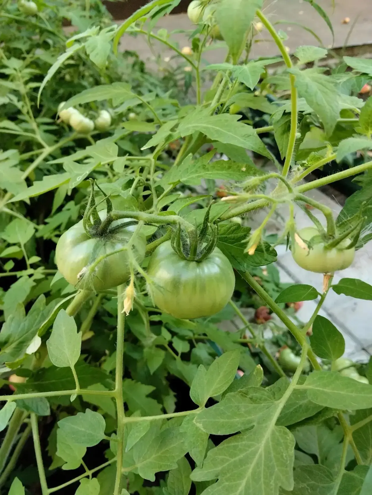 Половина лета позади, а наш огород в полном порядке! 🌻🥕

Удивительно, как быстро пролетает время! 