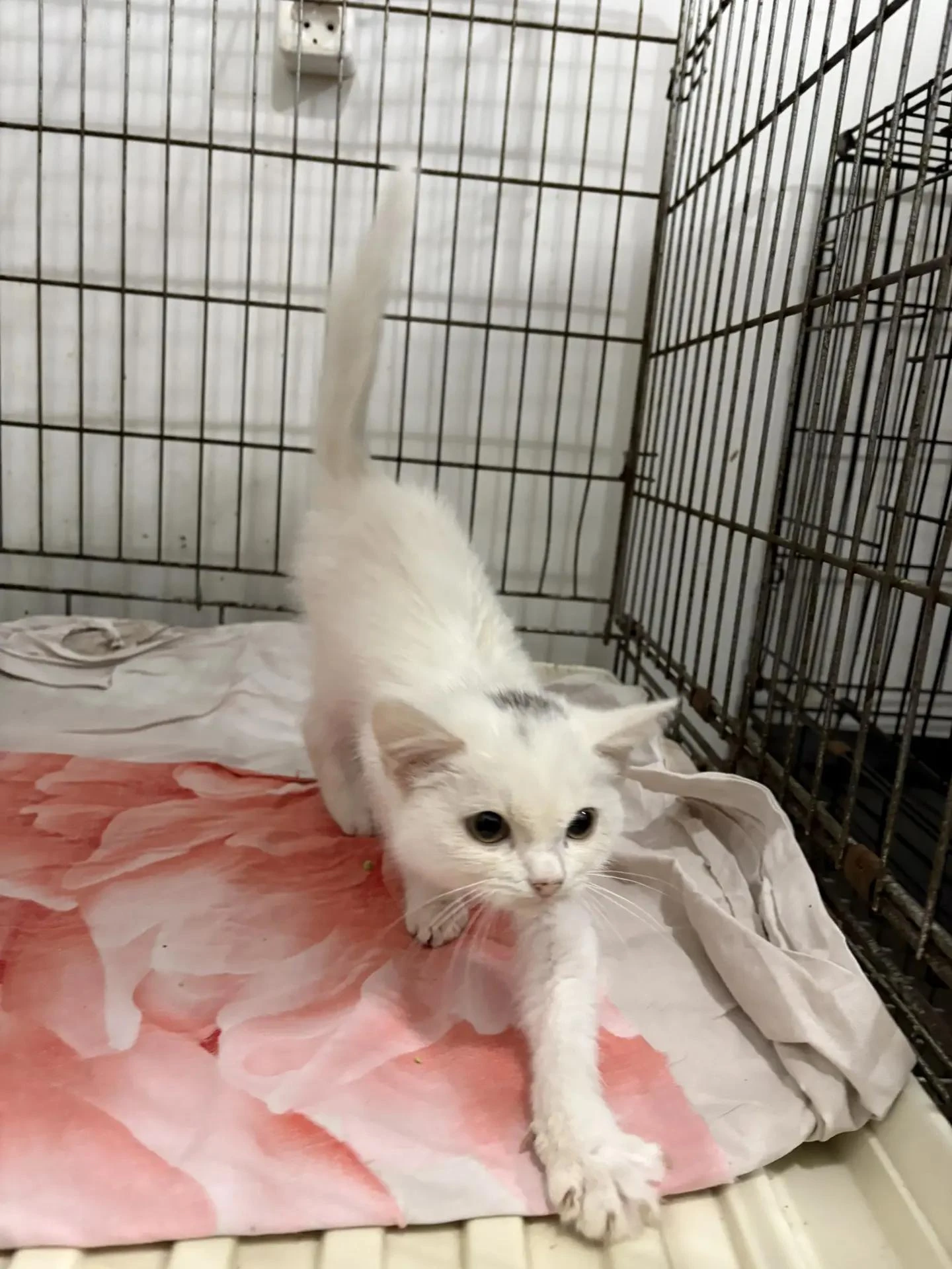 🐾 Белая малышка ищет дом