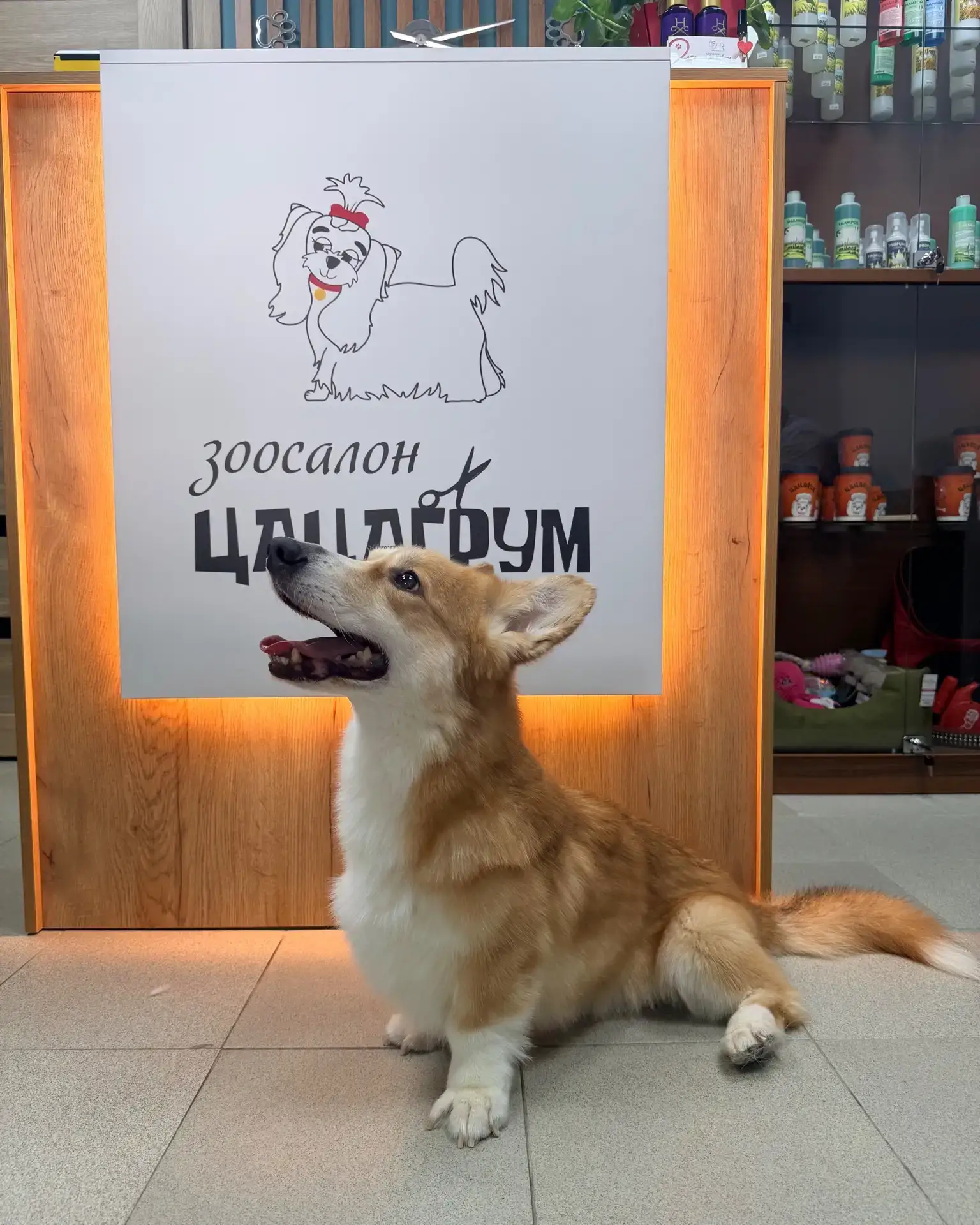 Корги Спарк  сегодня устроил нам декабрь в середине мая!