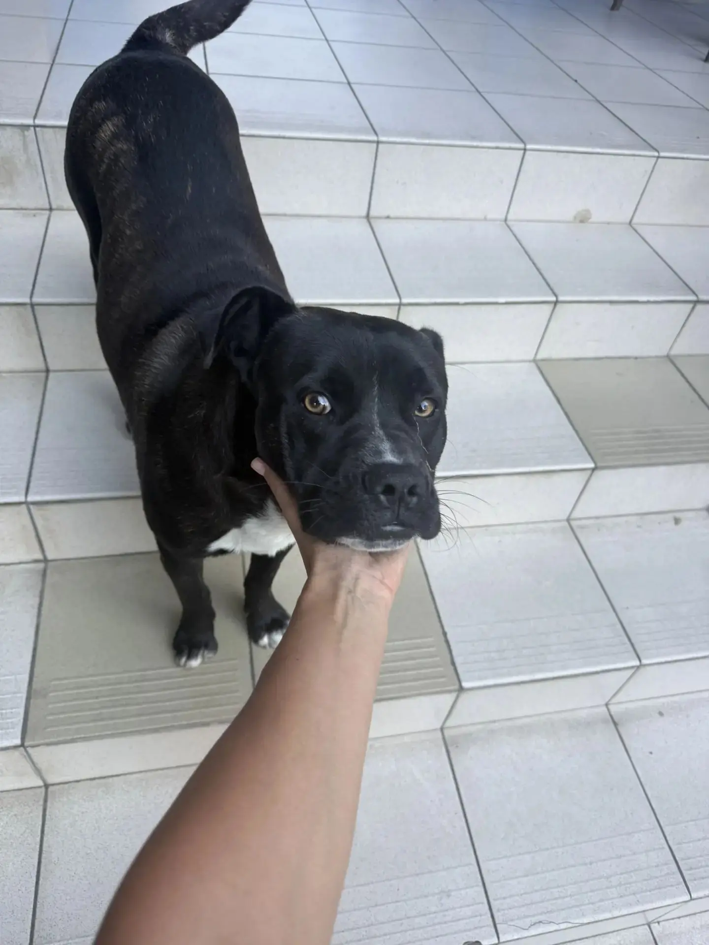 🐕 Ищем хозяина!