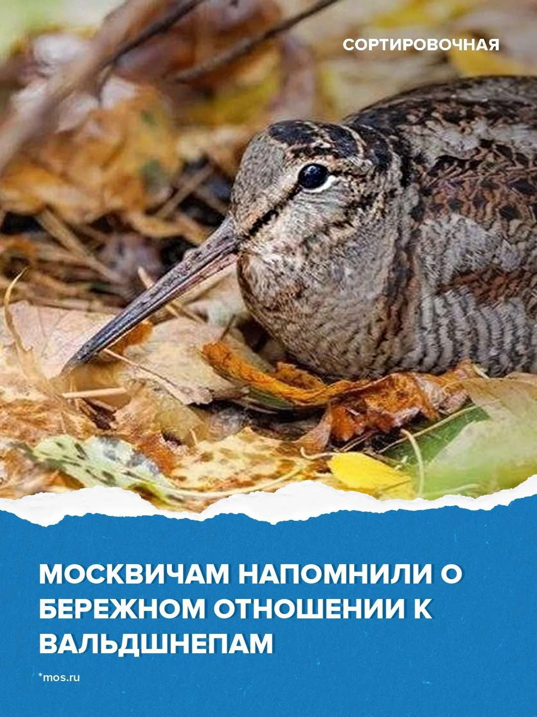🐦 Горожанам рассказали, как вести себя при встрече с перелётной птицей
