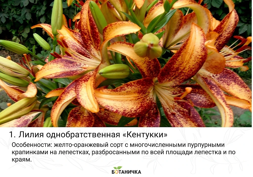 🌸 Лилии в веснушках: почему мы зря недооцениваем крап?