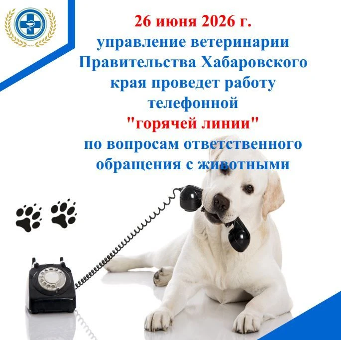 О работе "горячей линии" по вопросам ответственного обращения с животными на территории Хабаровского