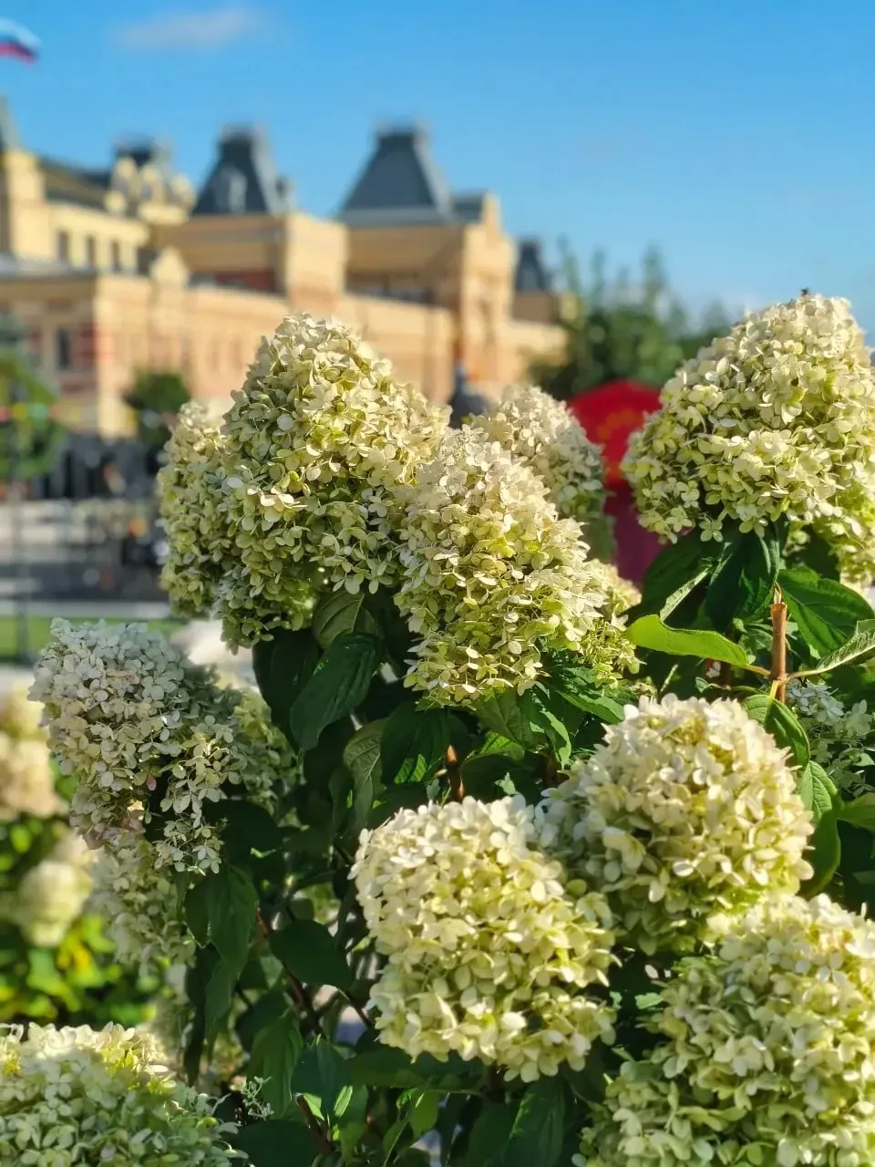 🌸 В Нижегородской ярмарке расцвели гортензии — с каждым годом они становятся всё пышне...