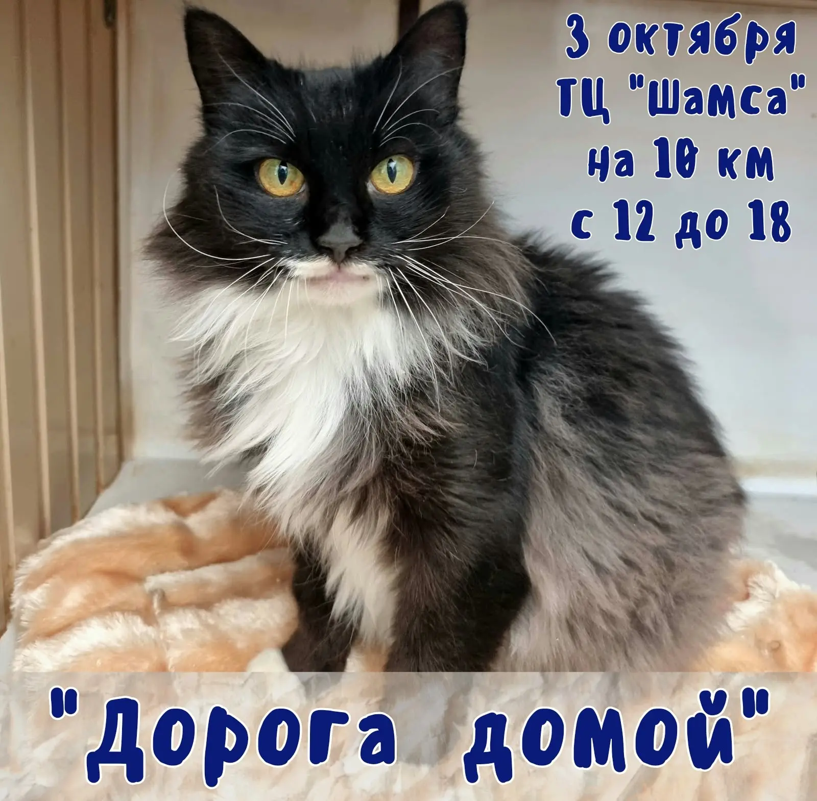 Мечтаете о пушистом друге?