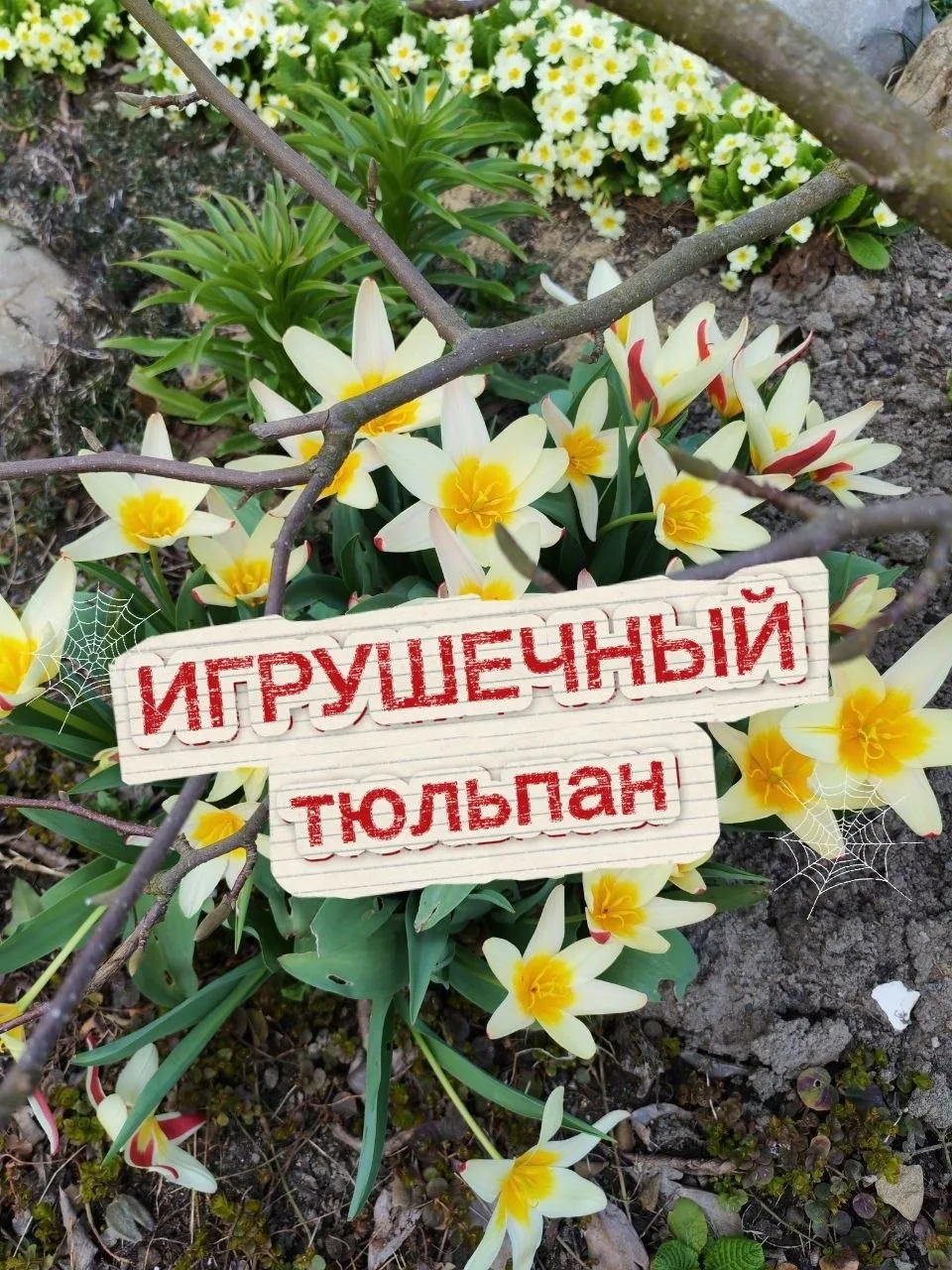🌷🌷🌷У меня под магнолией растут вот такие очаровашки, низкорослые тюльпаны, сорт назы...