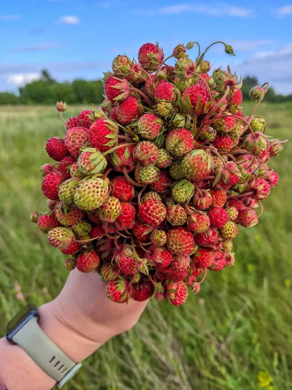 🍓Букет земляники - запахло летом