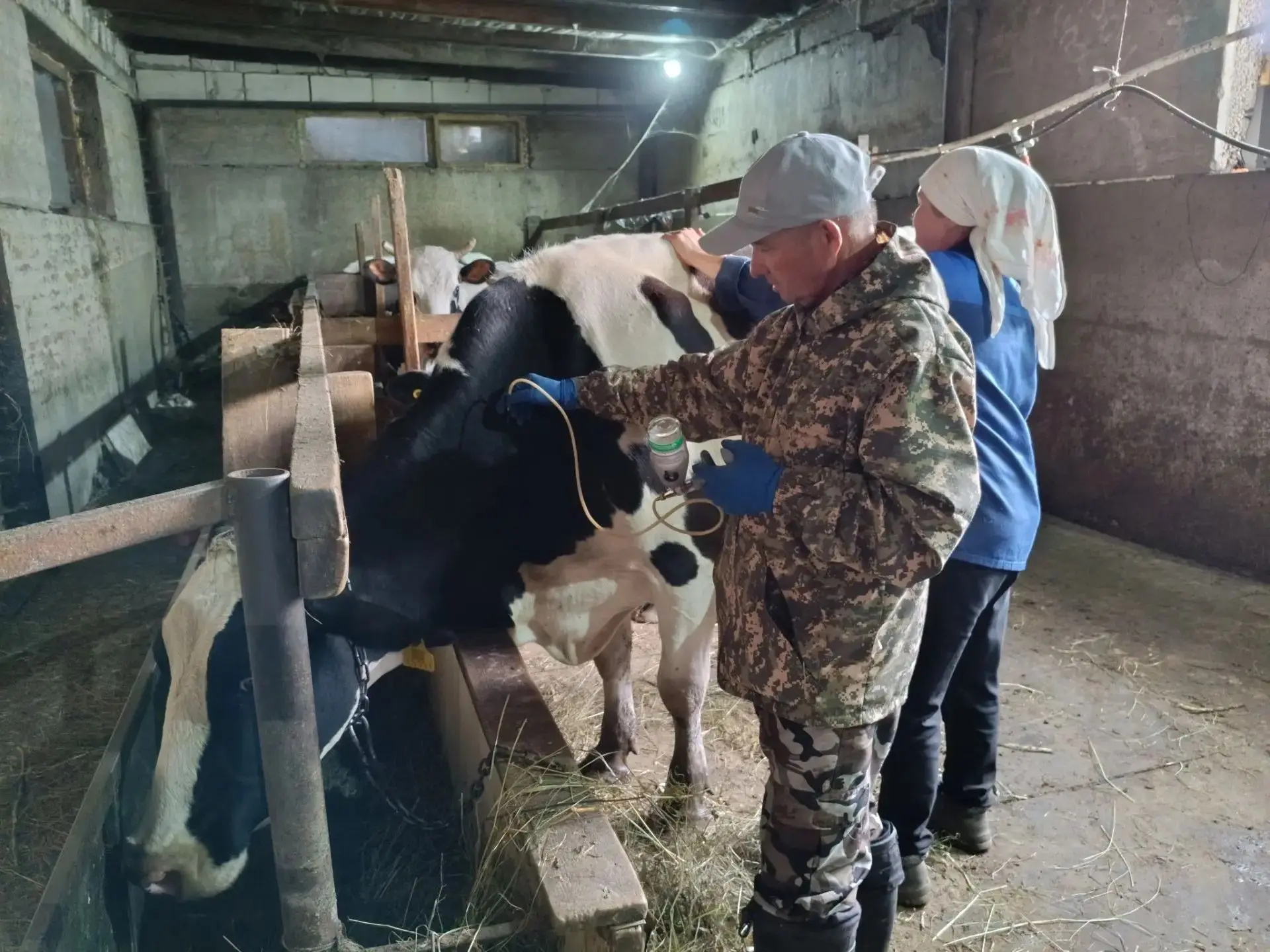 📍Вакцинация крупного рогатого скота против особо опасных болезней в частном секторе Ме...