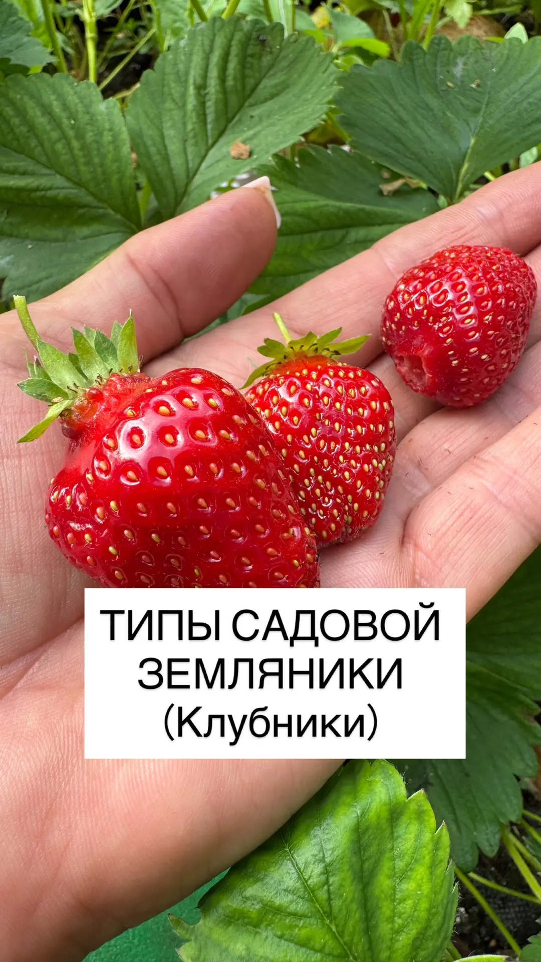 Типы садовой земляники (клубники)
⠀
🍓 Ремонтантная клубника делится на :

✅нейтрального светового д
