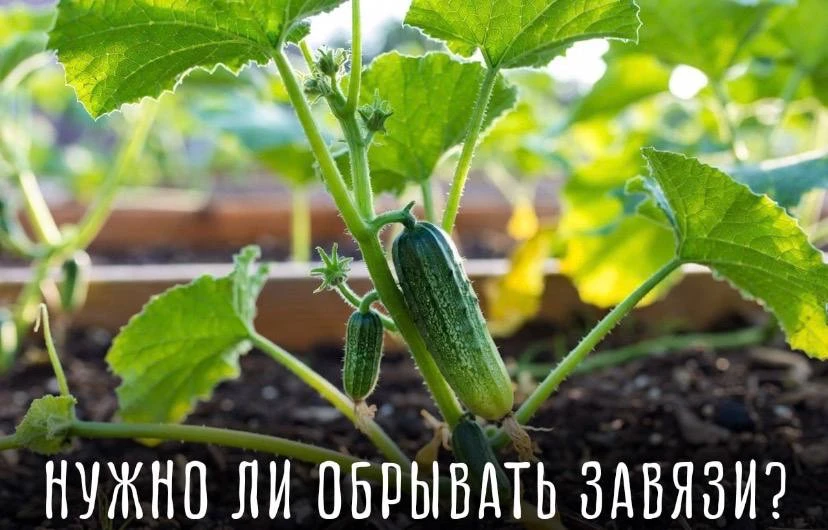 Почему у одних огурцы растут ведрами, а у других - 5 штук? 🥒