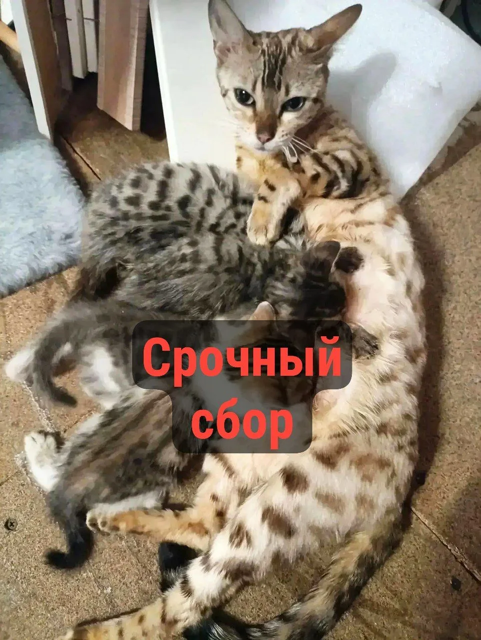 ⚠️⚠️⚠️СРОЧНЫЙ СБОР НА МАЛЫШЕЙ! 🆘