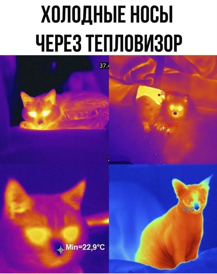 Нос пойман!